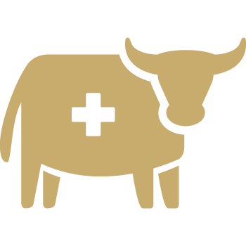 a cow with a cross on its chest